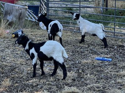 Goat wethers