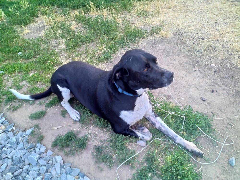 family dog