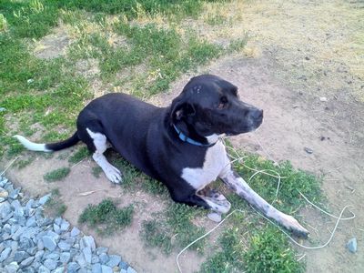 family dog