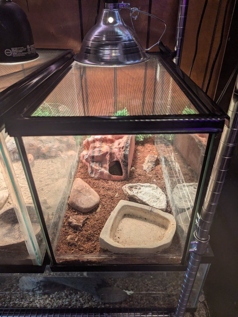 Female Leopard Gecko with Full Setup
