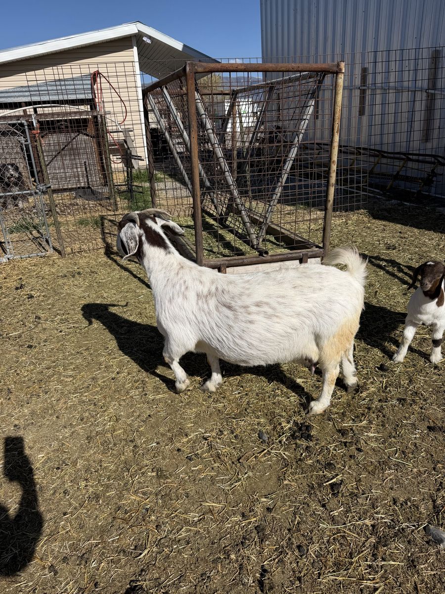 3/4 boar 1/4 alpine goats