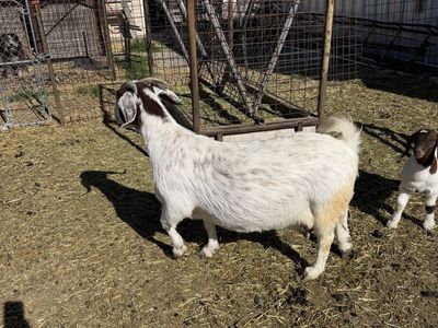 3/4 boar 1/4 alpine goats