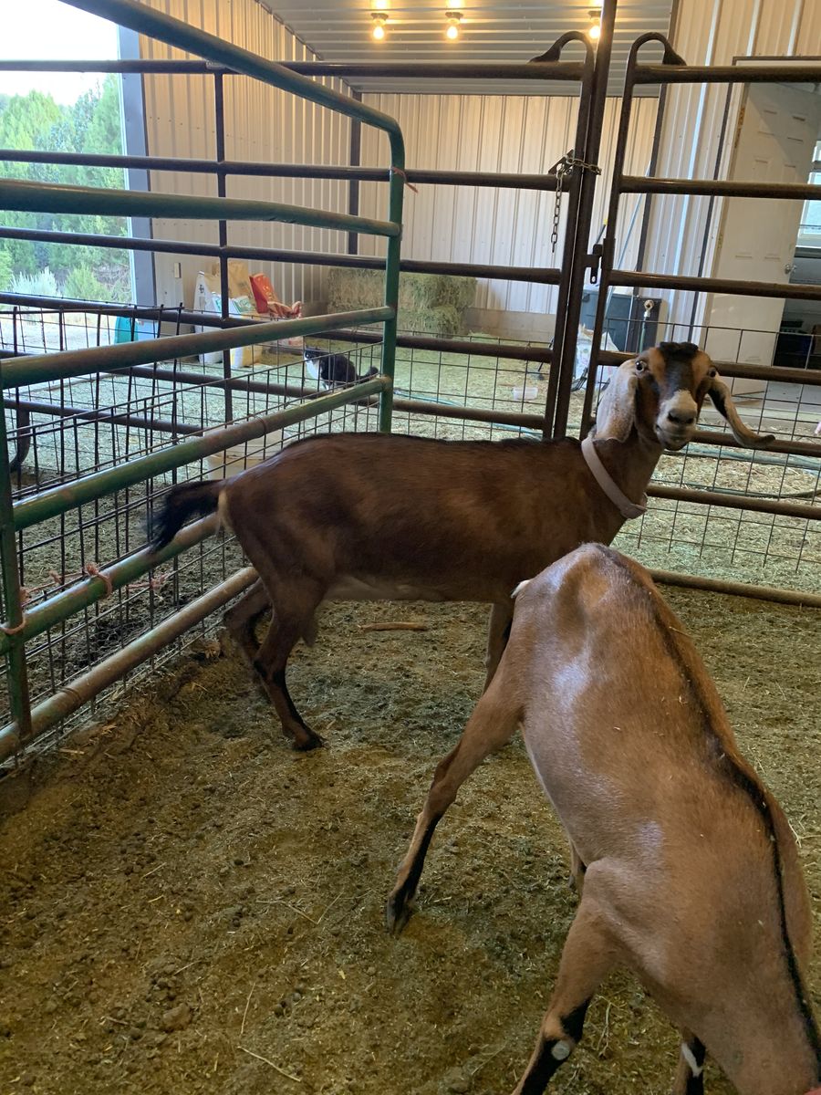 Nubian Doe