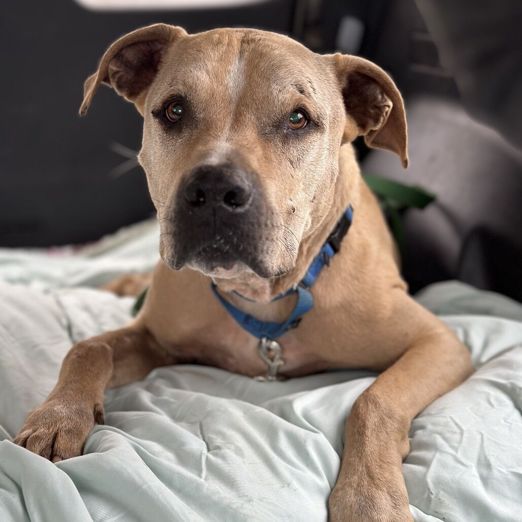 Hello my name is Charizard