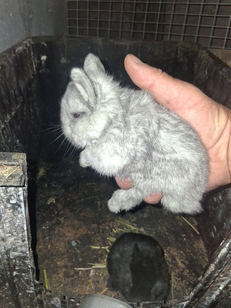 Netherland Dwarf Show Quaility Bunnies Available now