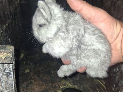 Netherland Dwarf Show Quaility Bunnies Available now
