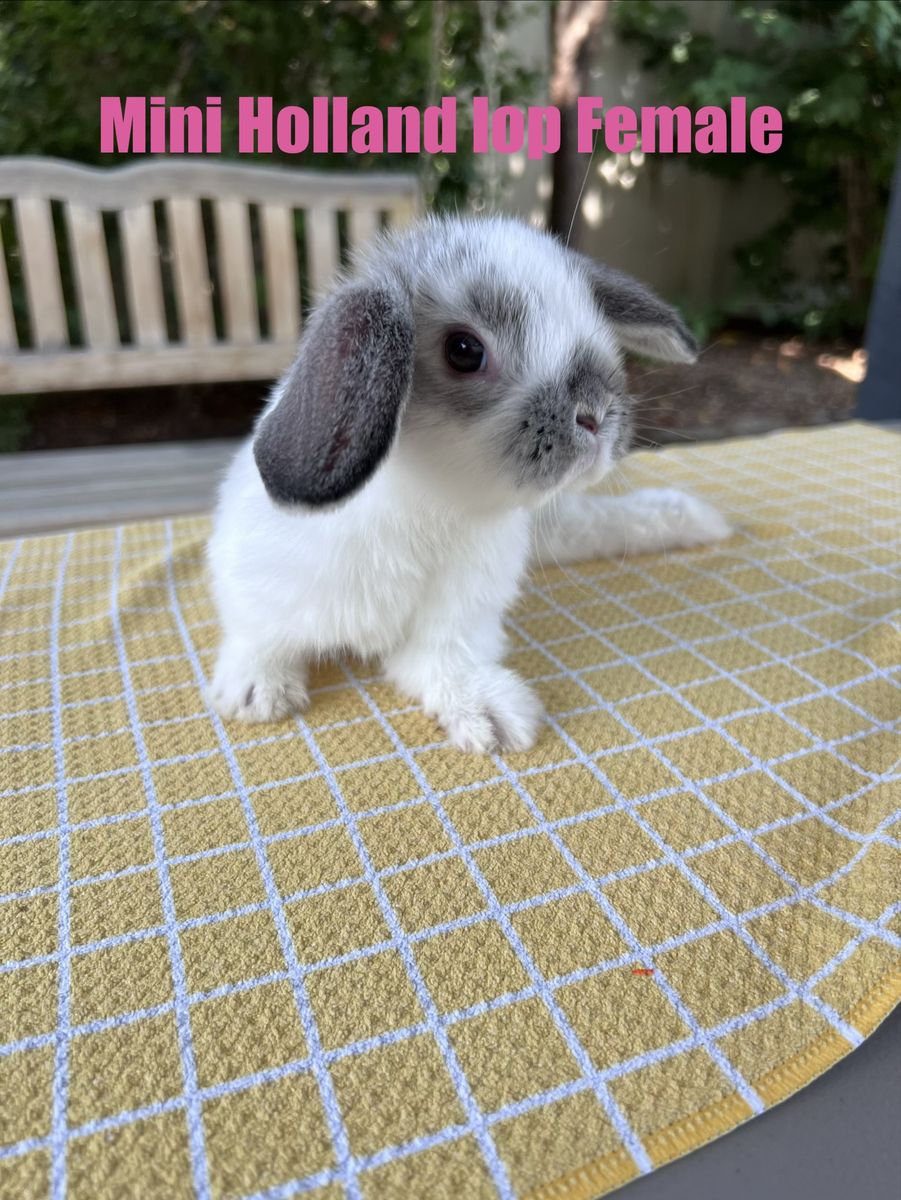 Female Mini Holland Lop Bunny - Special Needs (Splay Leg)