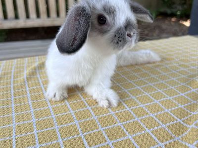 Female Mini Holland Lop Bunny - Special Needs (Splay Leg)