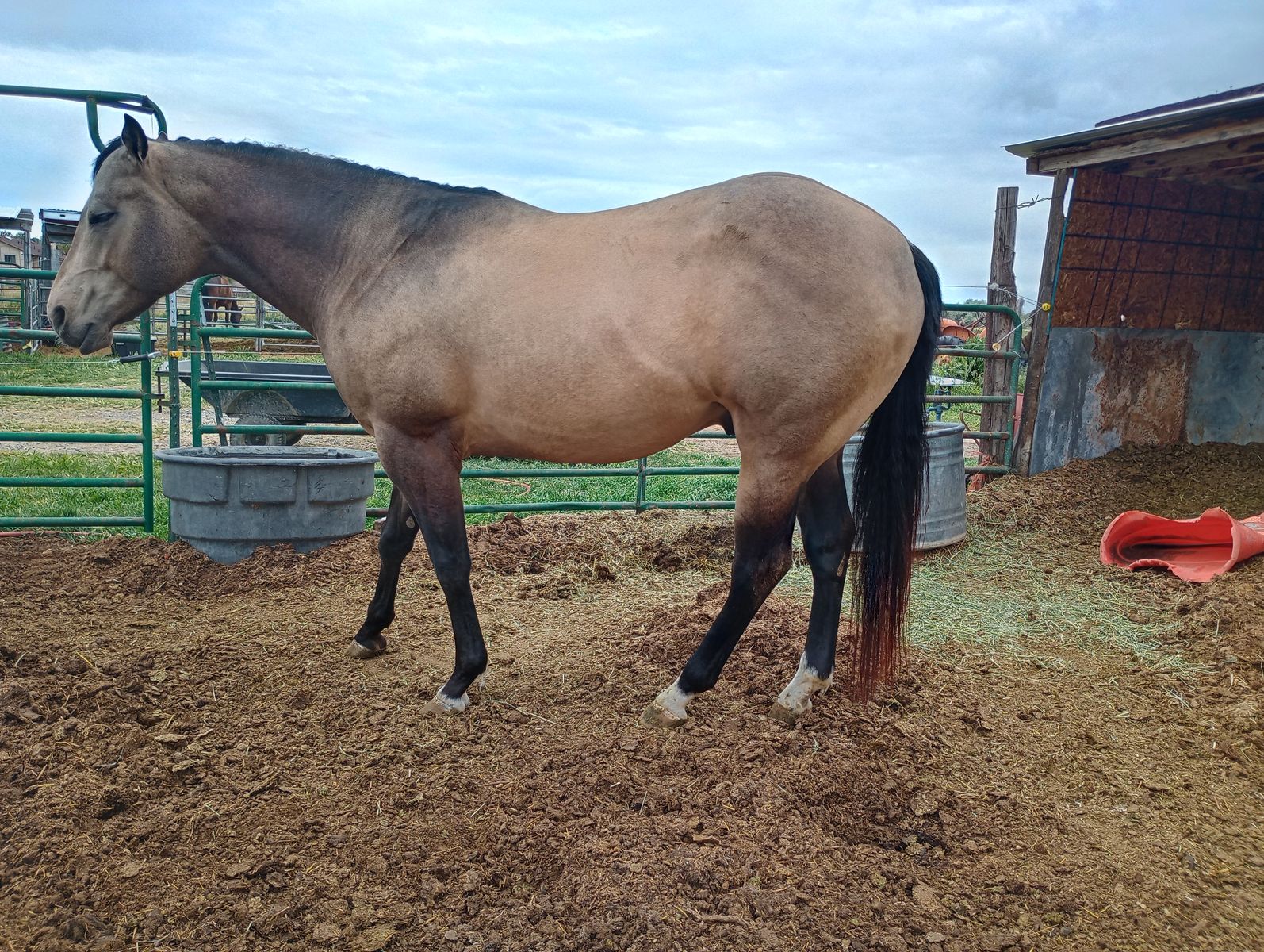 $750 introduction fee AQHA buckskin stud(running,cow bred) 16.1 hands