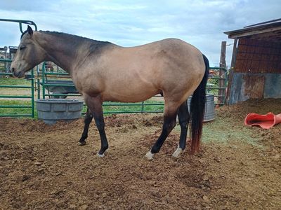 $750 introduction fee AQHA buckskin stud(running,cow bred) 16.1 hands
