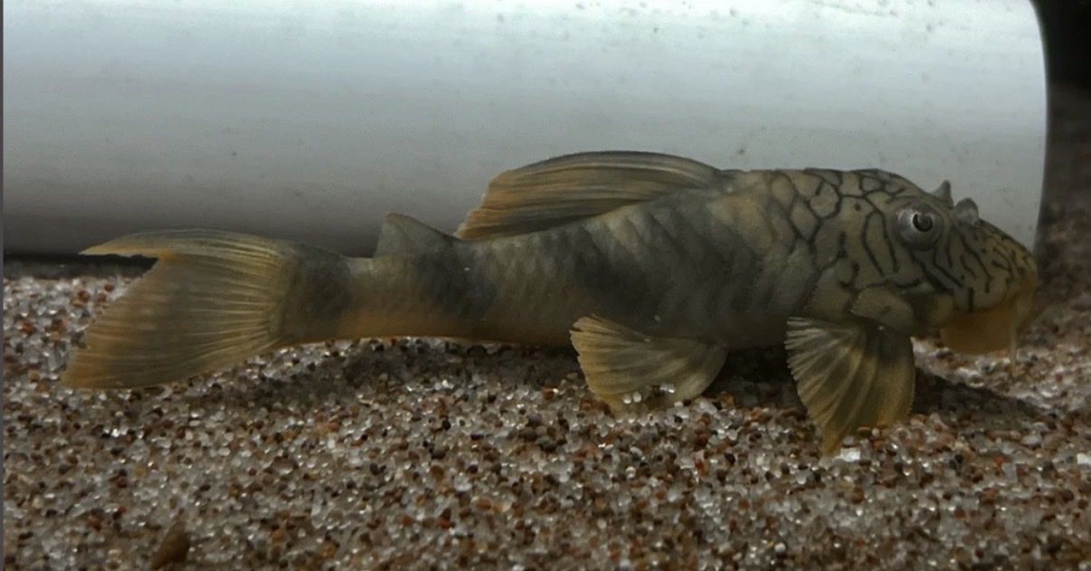 Main image 2