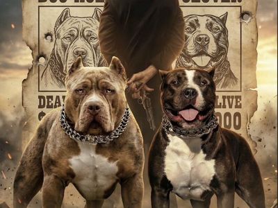 Gorgeous XL American Bully Puppy