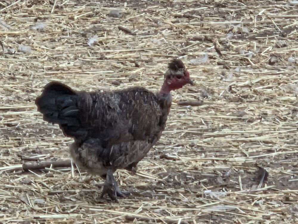 Naked Necks Hens