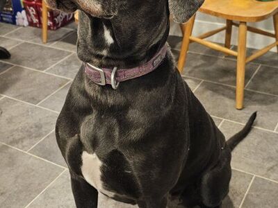 6 yr old AKC Blue Great Dane female