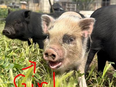 Mini Piglet for sale. Potbelly/Juliana Cr
