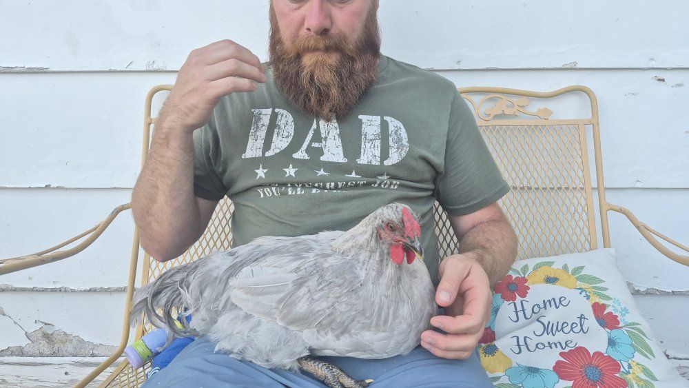 free rooster
