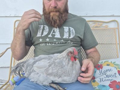 free rooster