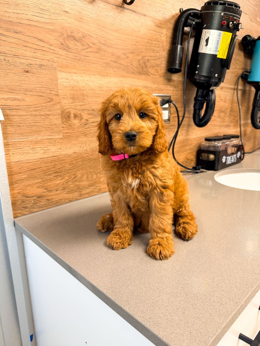 Mini Goldendoodles
