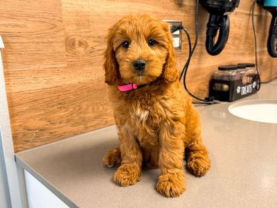 Mini Goldendoodles