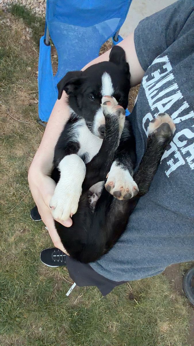 Australian Shepherd Mix Puppies (2 Male) - First Shots
