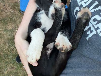 Australian Shepherd Mix Puppies (2 Male) - First Shots