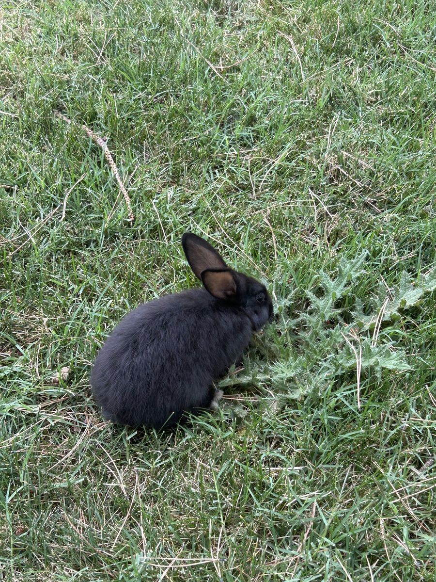 New Zealand/Silver Fox bunnies