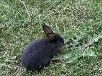 New Zealand/Silver Fox bunnies