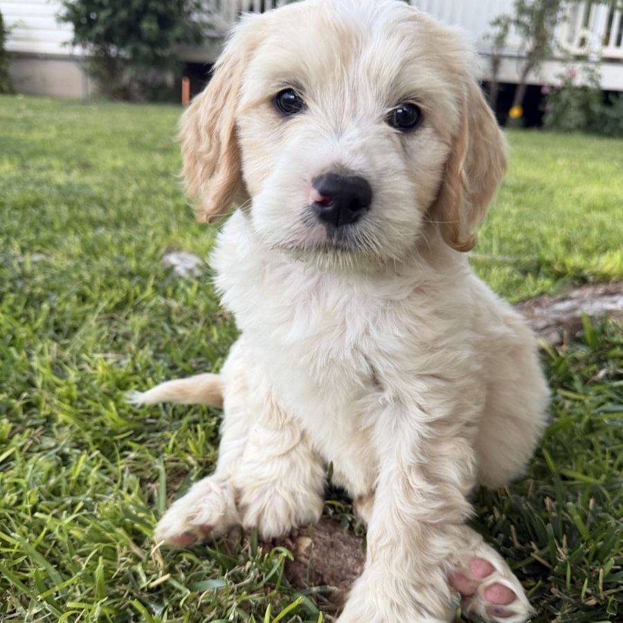 Portidoodle Puppies- Portuguese Water Dog x Goldendoodle