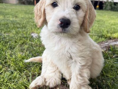 Portidoodle Puppies- Portuguese Water Dog x Goldendoodle