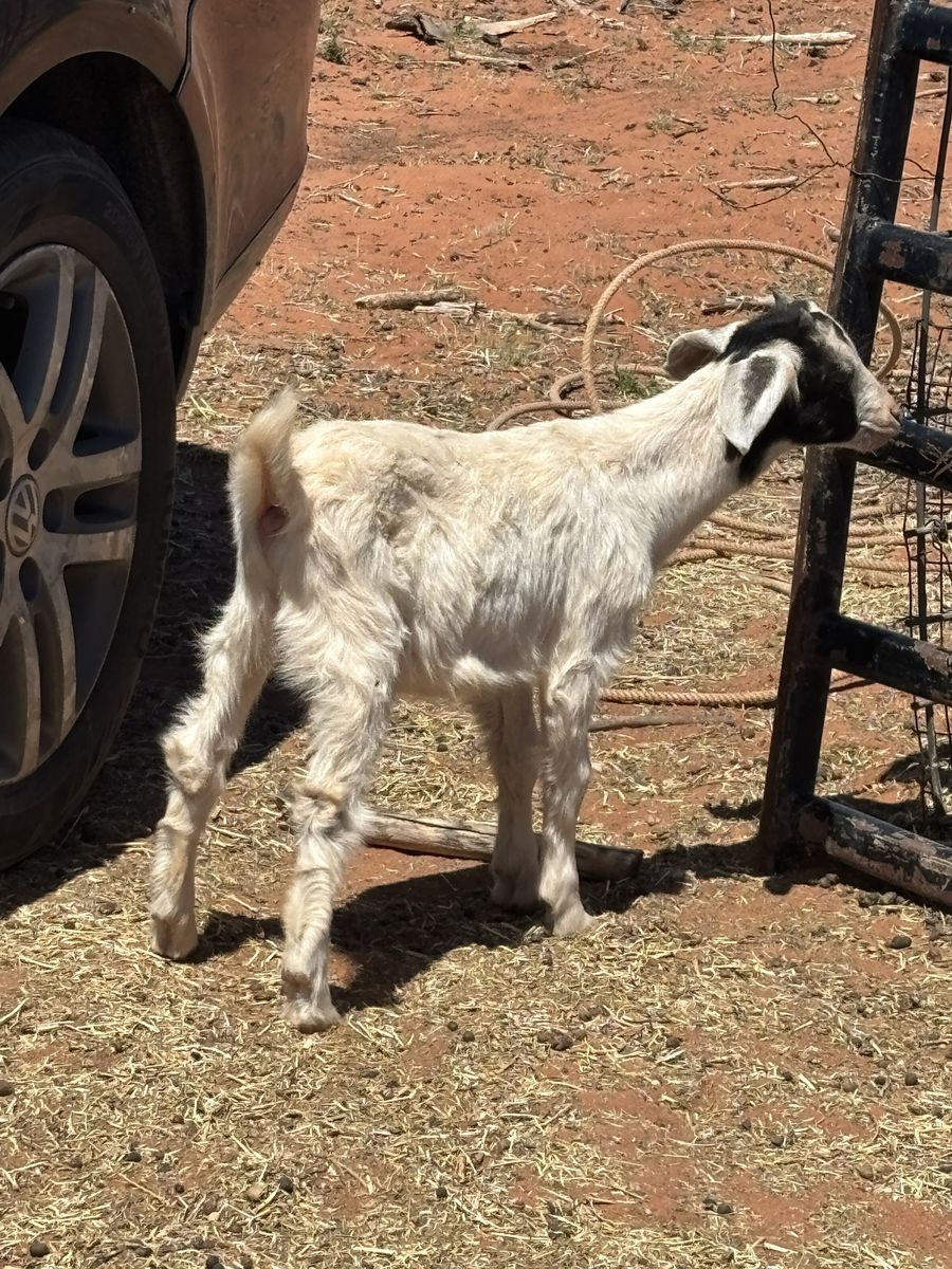 Mixed goat bucks