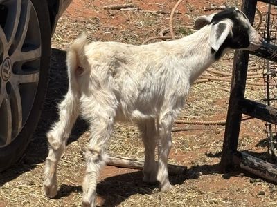 Mixed goat bucks