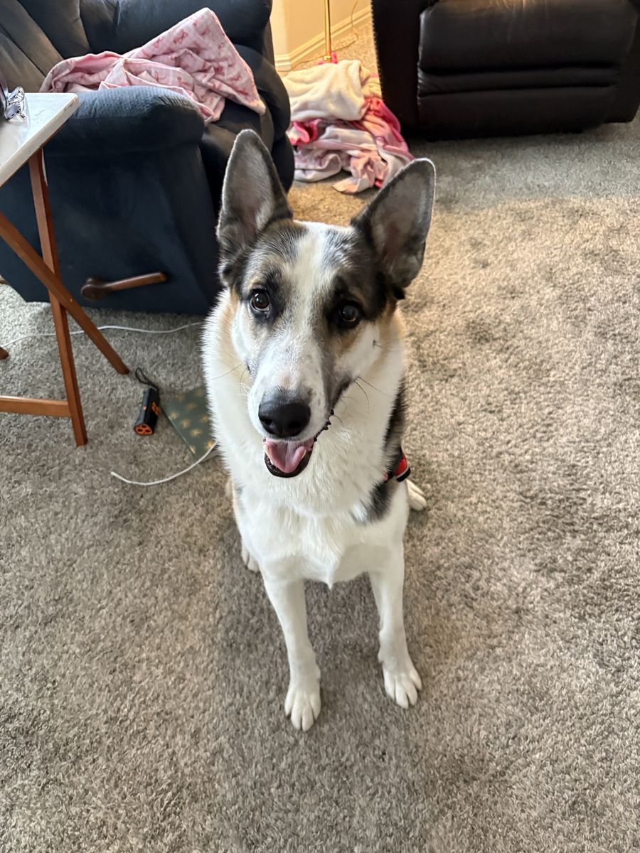 German Shepherd Mix Dog