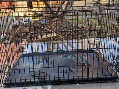 Folding large Dog crate