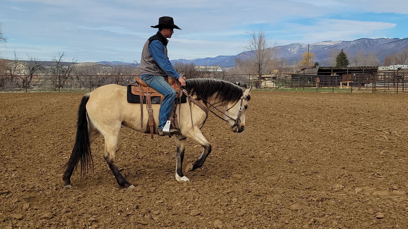 Andalusian/Friesian due soon!