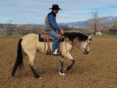 Andalusian/Friesian due soon!