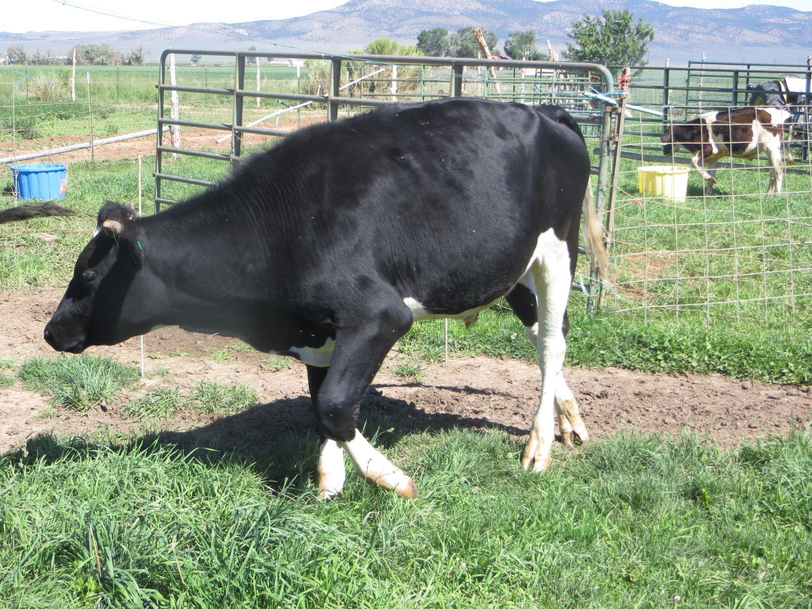 Holstein Butcher, Pasture Steer