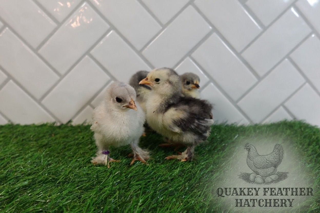Bantam Blue & Splash Cochin Chicks