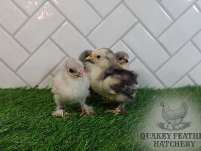 Bantam Blue & Splash Cochin Chicks