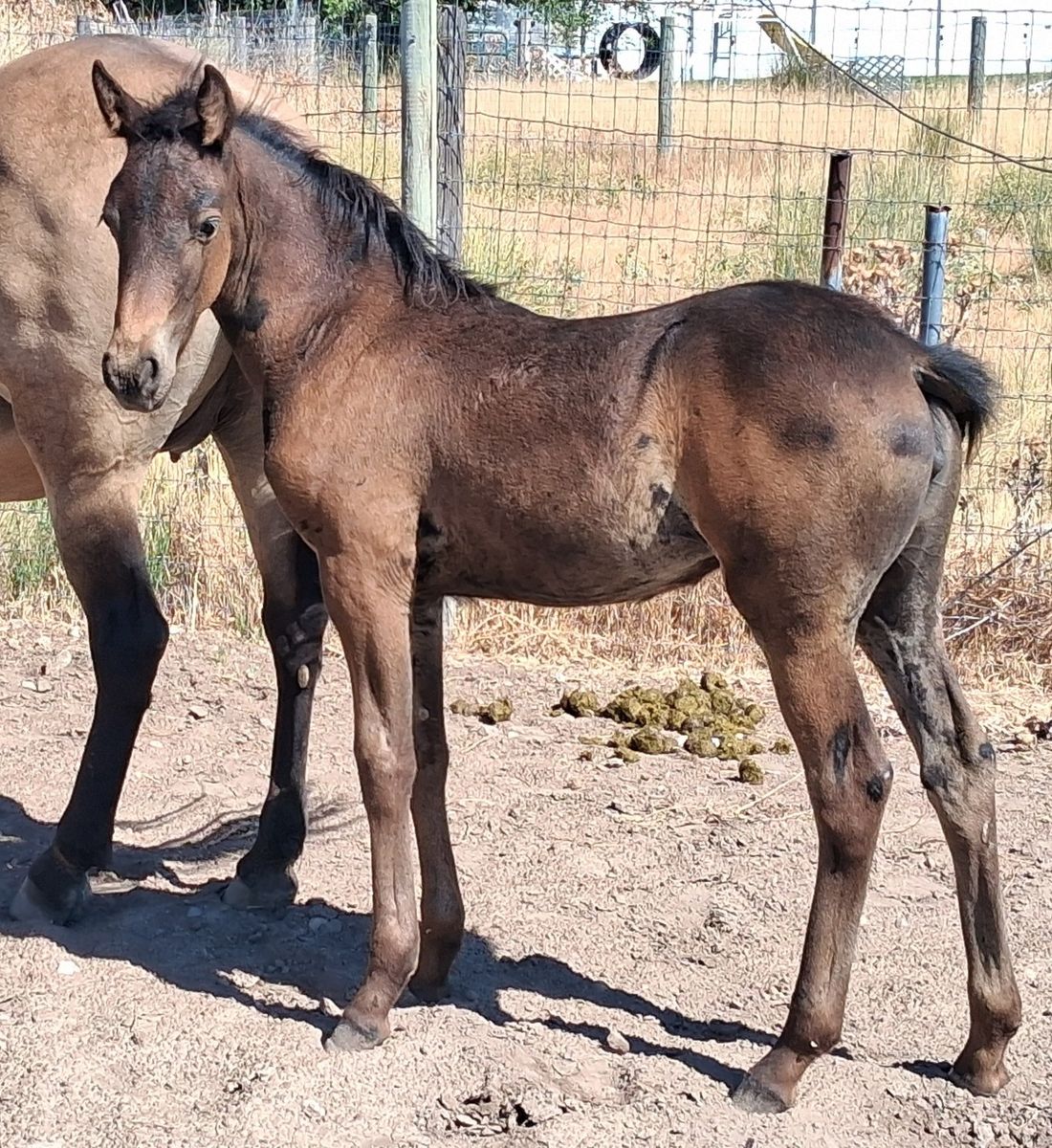 Gaited horses for sale/Friesian crosses and Horse Boarding for peace & quiet or training set-up