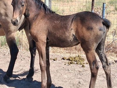 Gaited horses for sale/Friesian crosses and Horse Boarding for peace & quiet or training set-up