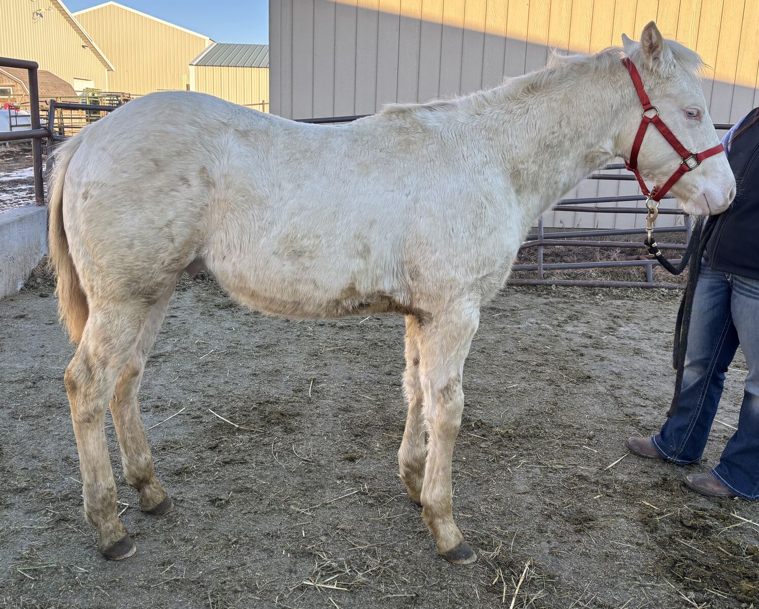 2025 Cremello AQHA Stud Colt "Casper"