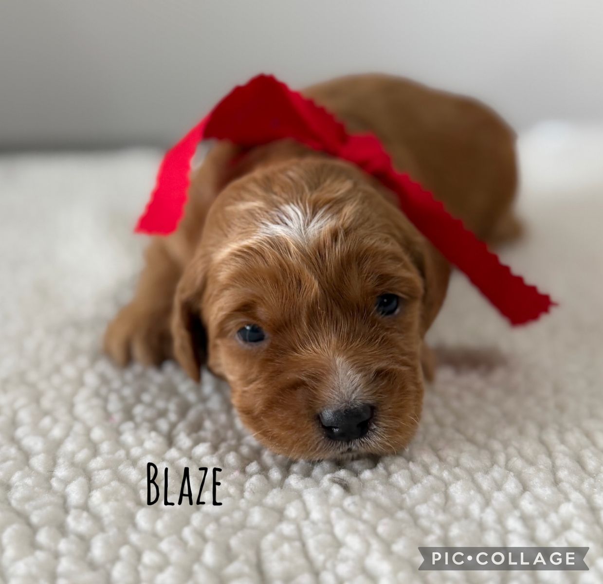 F1 Medium Red Goldendoodle Puppies