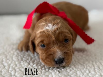 F1 Medium Red Goldendoodle Puppies