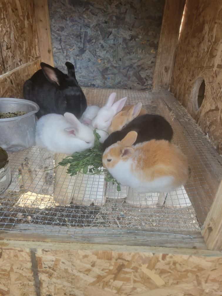 Bunnies