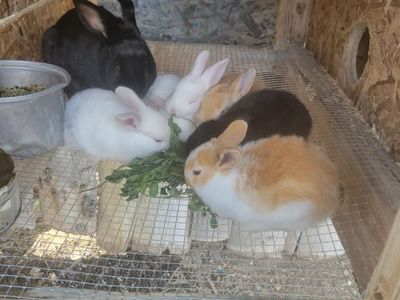 Bunnies