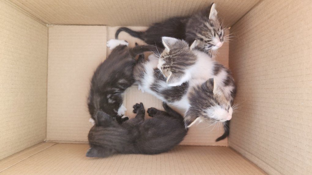7 Male Kittens Needing Homes.