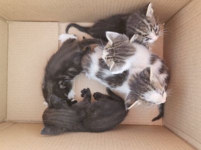 7 Male Kittens Needing Homes.