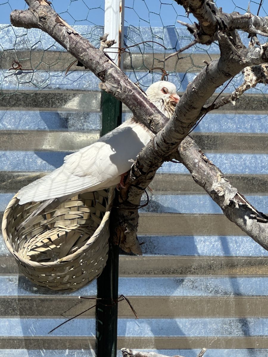 Pair of Pigeons