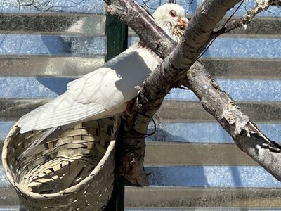 Pair of Pigeons