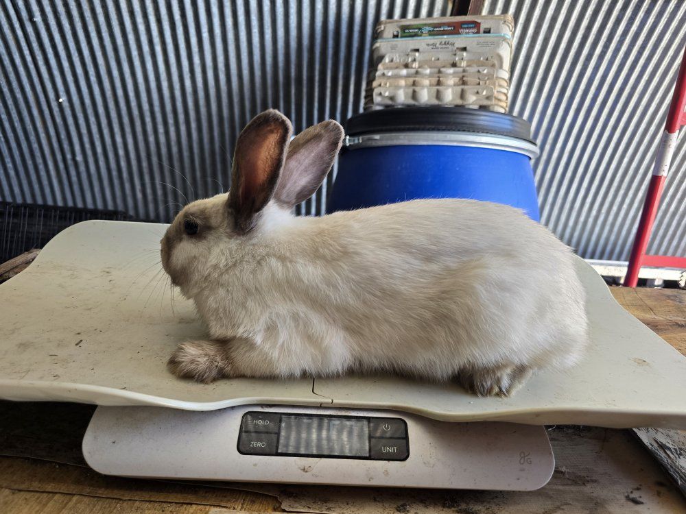 Adorable Young Rabbit - Healthy and Ready for a New Home
